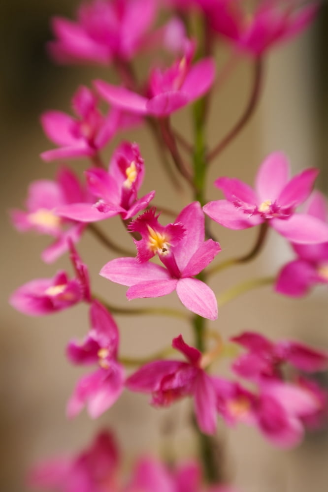 Hawaii Maui Close-Up Of Pink Epidendrum Orchids On Stem Canvas Art - Ron Dahlquist Design Pics (22 x 34)