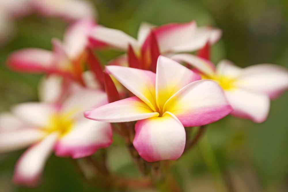 Hawaii Maui Close-Up Of Plumeria Cluster Canvas Art - Ron Dahlquist Design Pics (34 x 22)