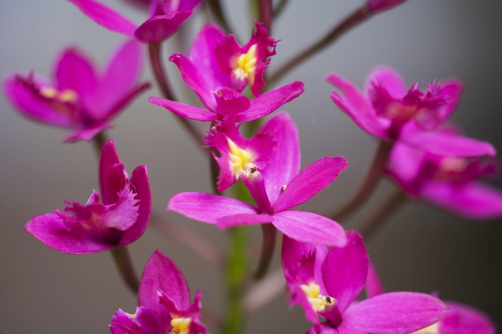 Hawaii Maui Close-Up Of Purple Epidendrum Orchids On Stem Canvas Art - Ron Dahlquist Design Pics (17 x 11)