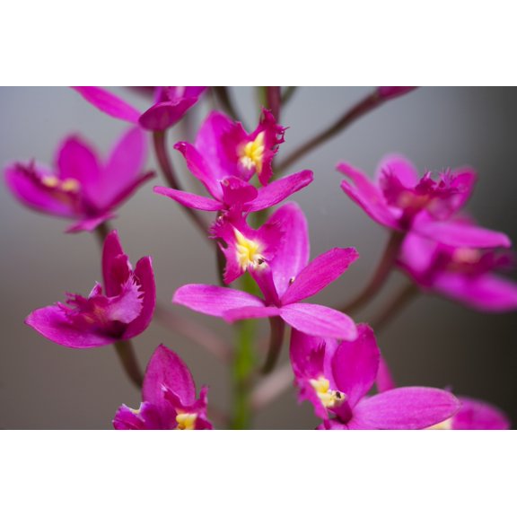 Hawaii Maui Close-Up Of Purple Epidendrum Orchids On Stem. Poster Print