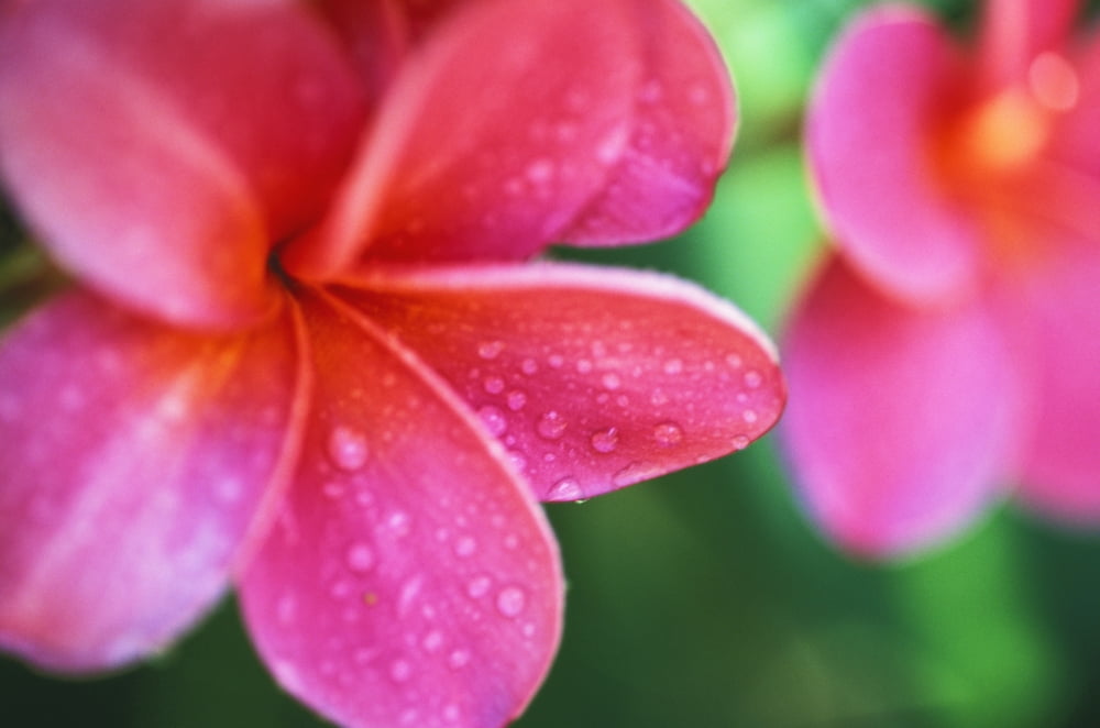 Hawaii Maui Close-Up Pink Plumeria Flowers Aka Frangipani On Plant Outdoor Water Droplets Wet Blurry Background Canvas Art - Ron Dahlquist Design Pics (34 x 22)