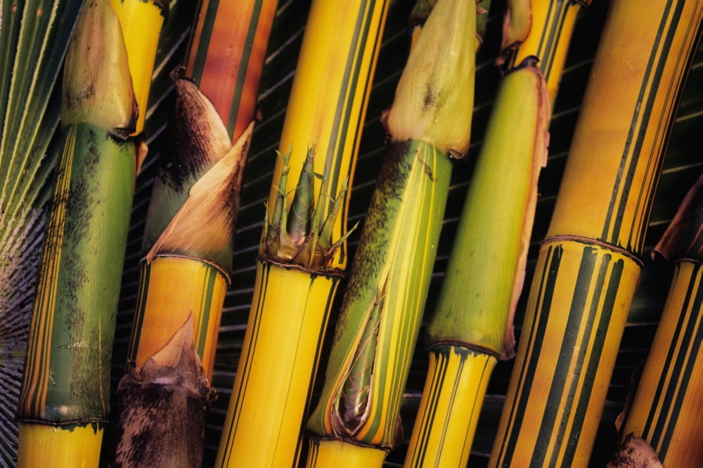Hawaii Maui Closeup Of Bamboo Stalks Canvas Art - Ron Dahlquist Design Pics (17 x 11)