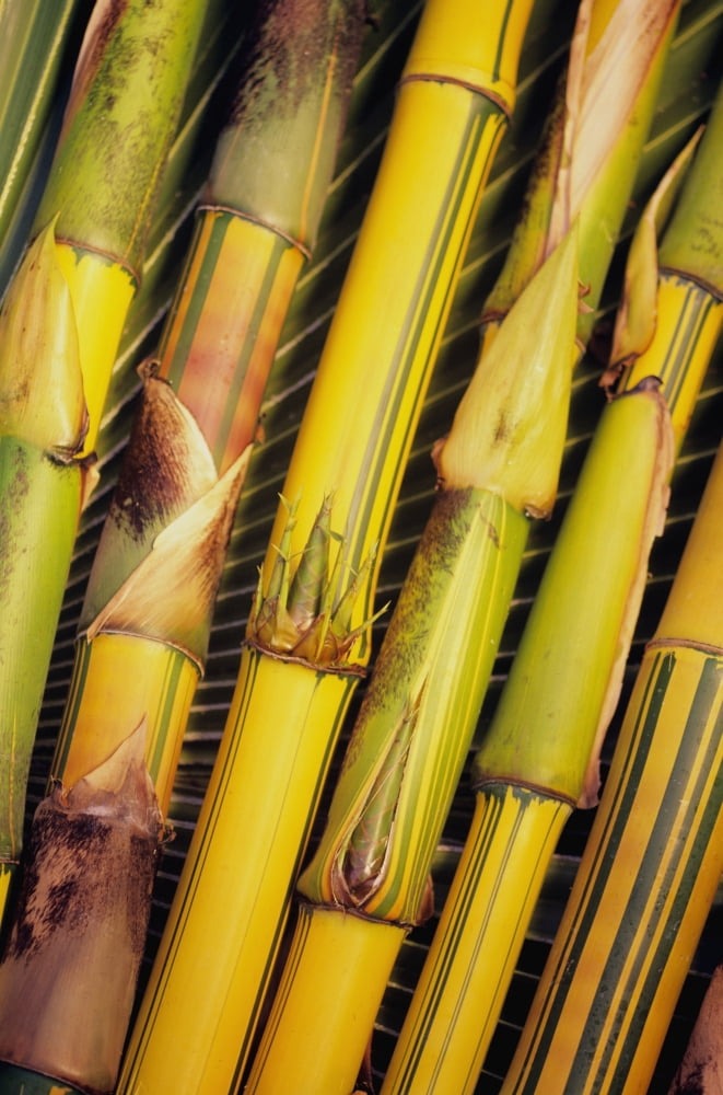 Hawaii Maui Closeup Of Bamboo Stalks Canvas Art - Ron Dahlquist Design Pics (22 x 34)
