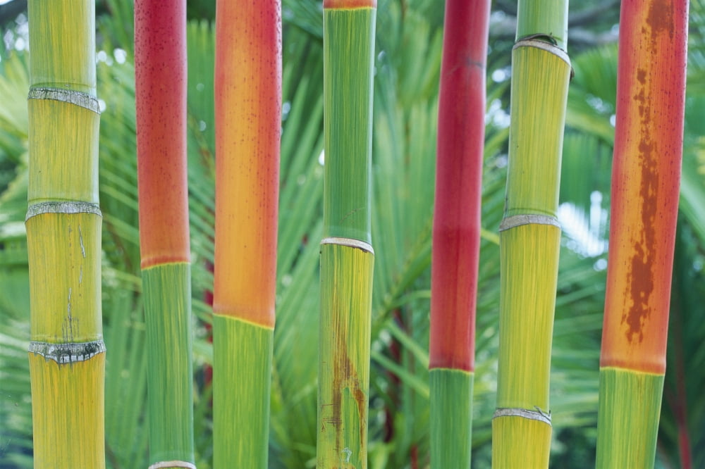Hawaii Maui Detail Of Red Wax Palm Stalks Lined In Row Close-Up Foliage Background Canvas Art - Ron Dahlquist Design Pics (38 x 24)