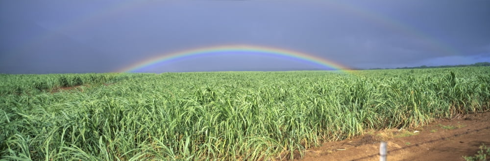 Hawaii Maui Double Rainbow Over Sugarcane Field Full Length Panoramic A21D Canvas Art - Bill Schildge  Design Pics (36 x 12)