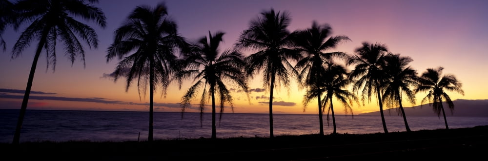 Hawaii Maui Dramatic Sunset Silhouette Palm Trees Lined Along Beach Panoramic B1538 Canvas Art - Bill Schildge  Design Pics (36 x 12)
