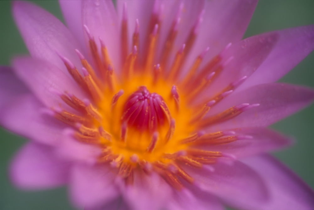 Hawaii Maui Extreme Close-Up Pink Lily Blossom With Yellow Center Detail Canvas Art - Ron Dahlquist Design Pics (38 x 24)