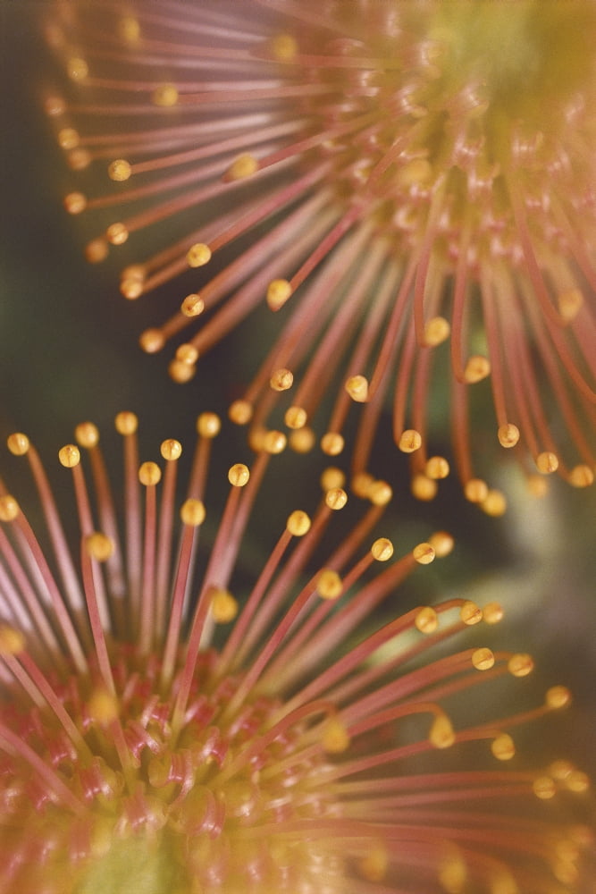 Hawaii Maui Extreme Close-Up Yellow Pin Cushion Protea Detail Of Plant Blossoms Canvas Art - Ron Dahlquist Design Pics (24 x 38)