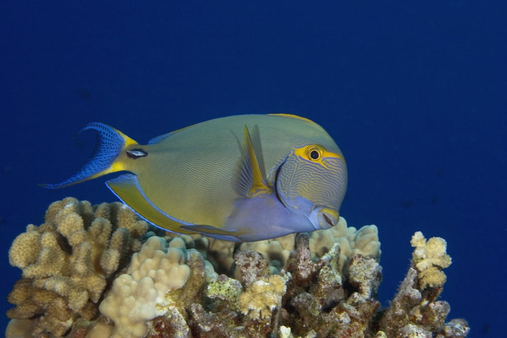 Hawaii Maui Eyestripe Surgeonfish (Acanthurus Dussumieri) Canvas Art - Dave Fleetham Design Pics (18 x 12)
