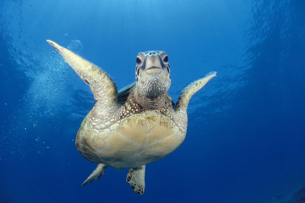 Hawaii Maui Front View Of Green Sea Turtle Midwater (Chelonia Mydas) A77A Canvas Art - Dave Fleetham Design Pics (19 x 12)