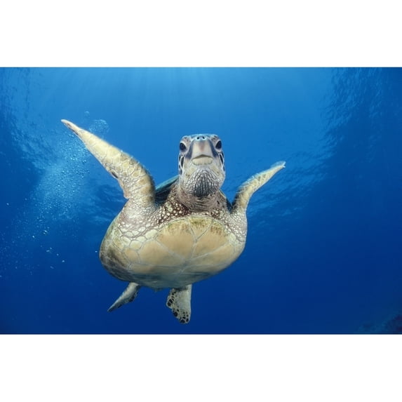 Hawaii, Maui, Front View Of Green Sea Turtle Midwater (Chelonia Mydas) A77A Poster Print (19 x 12)