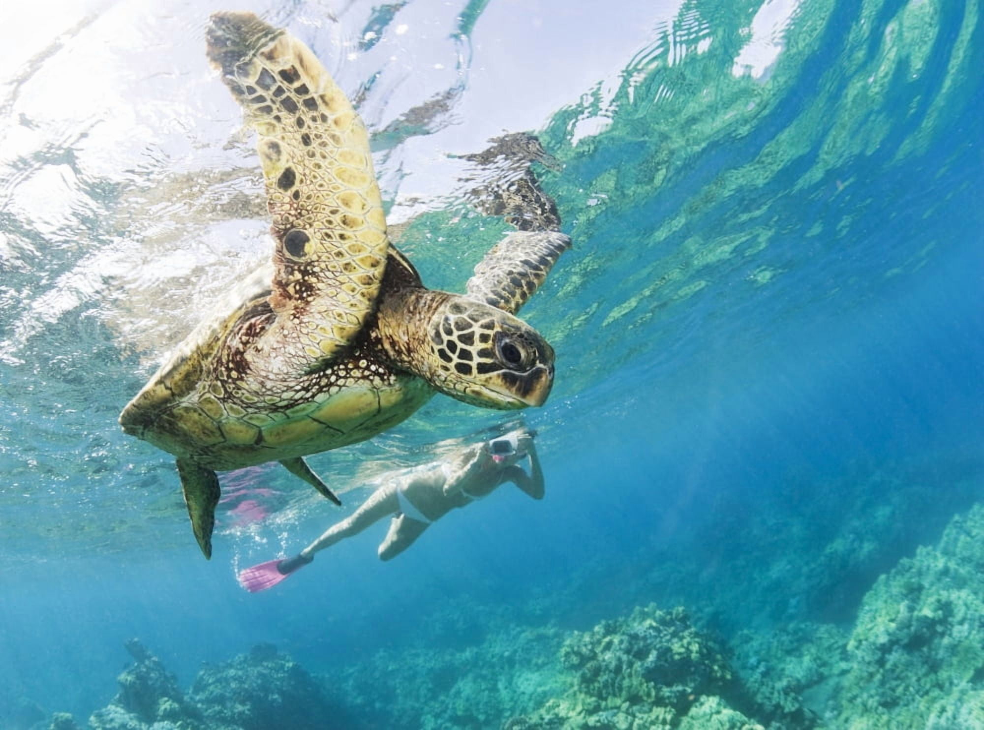 Hawaii Maui Green Sea Turtle (Chelonia Mydas) Honu And Free Diver Canvas Art - M Swiet Productions Design Pics (32 x 24)