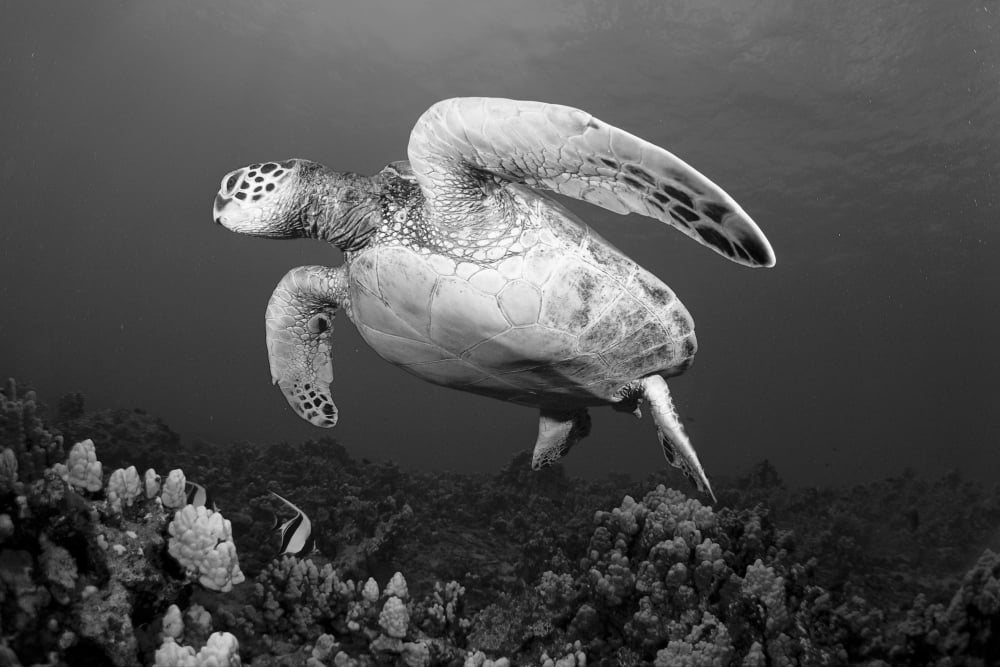Hawaii Maui Green Sea Turtle (Chelonia Mydas) Swimming Over Coral Reef (Black And White Photograph) Canvas Art - Dave Fleetham Design Pics (20 x 13)