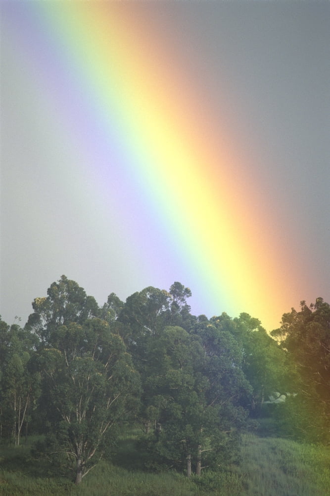 Hawaii Maui Haiku Bright Rainbow In Misty Skies Over Trees C1754 Canvas Art - Erik Aeder Design Pics (24 x 38)