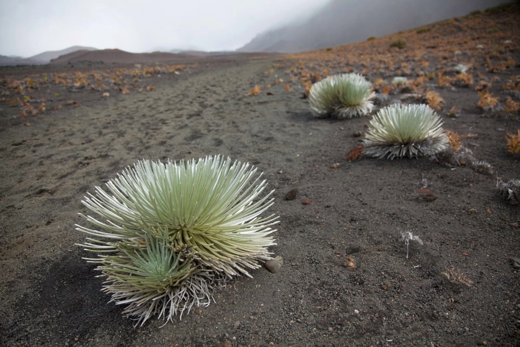 Hawaii Maui Haleakala A Silversword plant growing along the trail of the crater Canvas Art - Jenna Szerlag Design Pics (19 x 12)