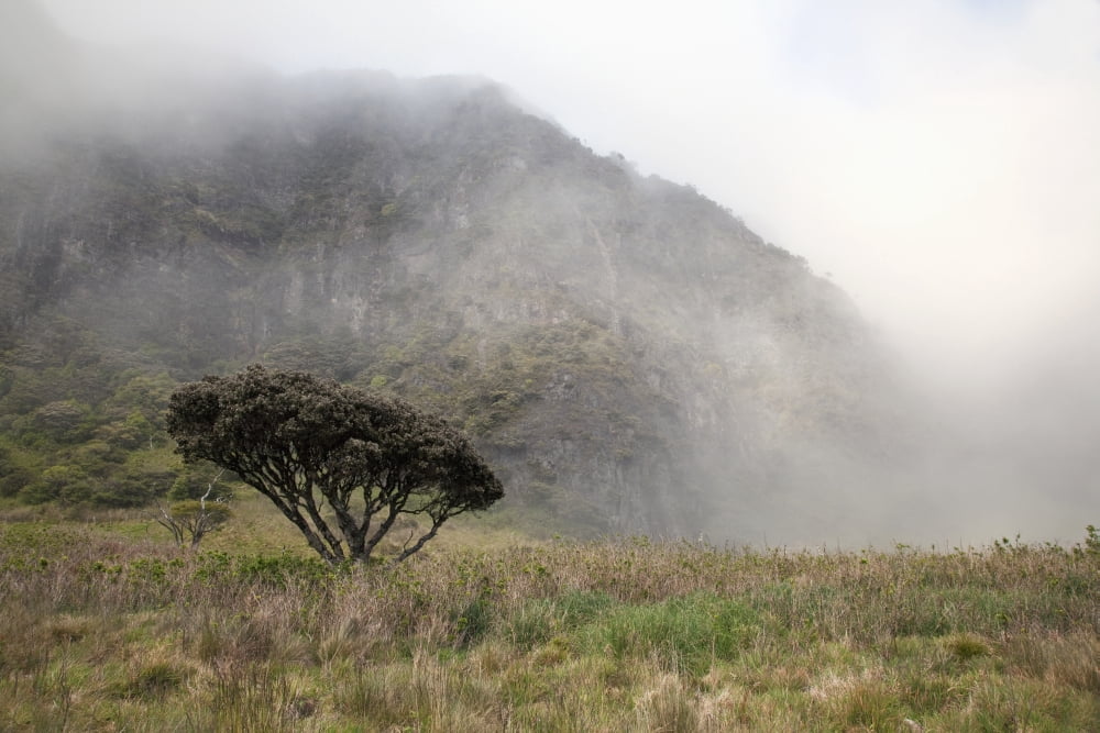 Hawaii Maui Haleakala A lone tree among the cloudy Paliku Cliffs Canvas Art - Jenna Szerlag Design Pics (38 x 24)