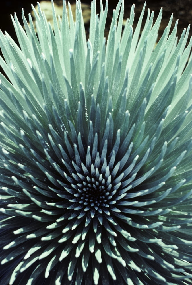 Hawaii Maui Haleakala National Park Close Up Of The Rosette Of A Silversword Or Ahinahina Canvas Art - Carl Shaneff Design Pics (11 x 17)