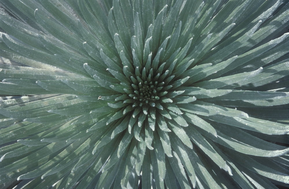 Hawaii Maui Haleakala National Park Close Up Of The Rosette Of A Silversword Or Ahinahina Canvas Art - Greg Vaughn Design Pics (36 x 22)