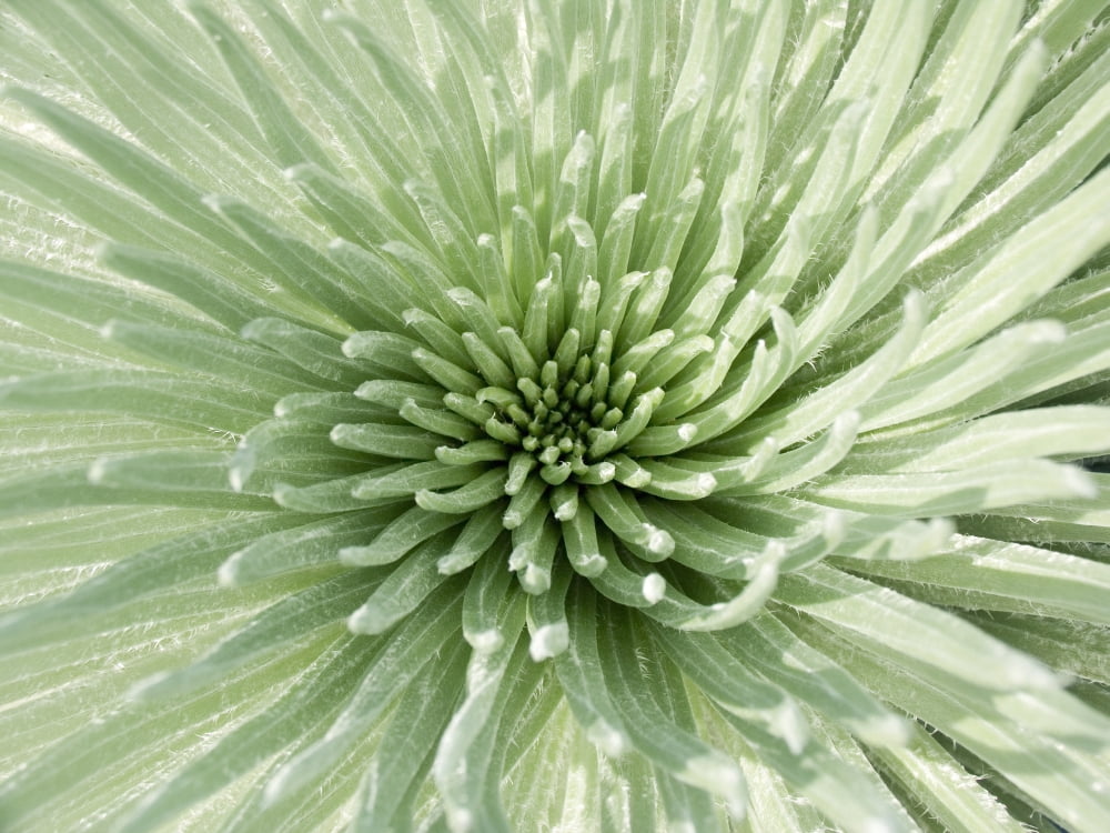 Hawaii Maui Haleakala National Park Close Up Of The Rosette Of A Silversword Or Ahinahina Canvas Art - Ron Dahlquist Design Pics (16 x 12)