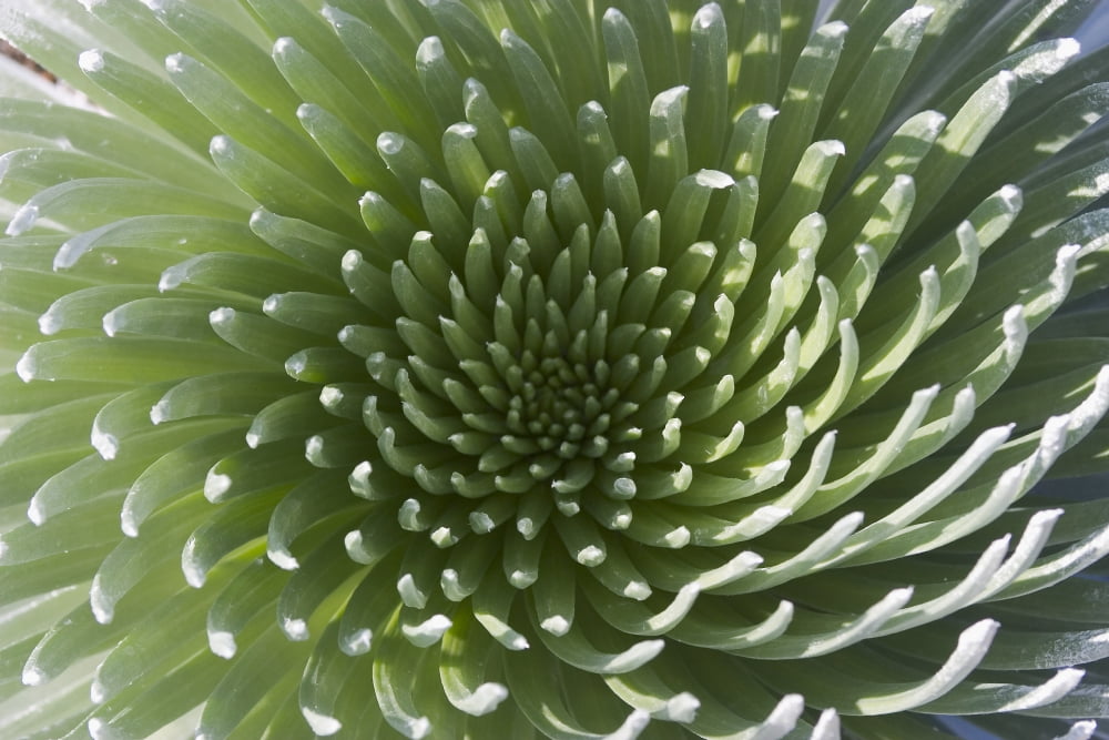 Hawaii Maui Haleakala National Park Close Up Of The Rosette Of A Silversword Or Ahinahina Canvas Art - Ron Dahlquist Design Pics (18 x 12)