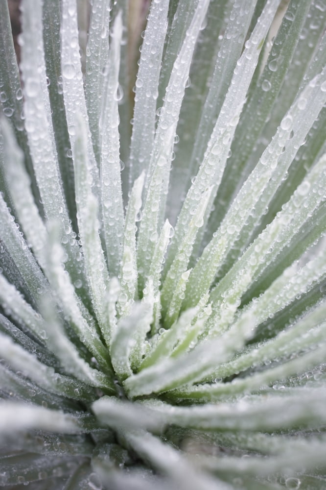 Hawaii Maui Haleakala National Park Close Up Of Water Droplets On A Silversword (Argyroxiphium Sandwicense) Plant Canvas Art - Charmian Vistaunet Design Pics (12 x 19)