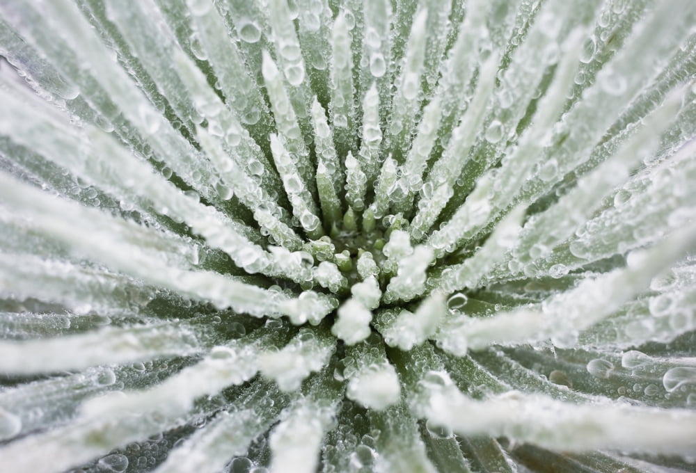 Hawaii Maui Haleakala National Park Close Up Of Water Droplets On A Silversword (Argyroxiphium Sandwicense) Plant Canvas Art - Charmian Vistaunet Design Pics (18 x 12)