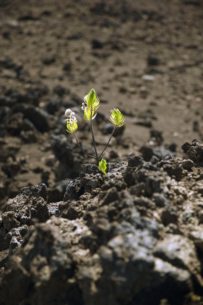 Hawaii Maui Haleakala New life grows among lava rock Canvas Art - Jenna Szerlag Design Pics (12 x 19)
