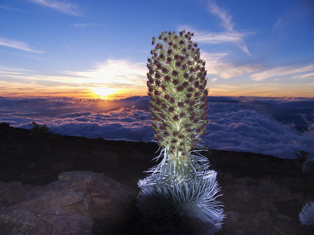 Hawaii Maui Haleakala Silversword (Argyroxiphium Sandwicense) Sunset And Clouds In Background Canvas Art - Ron Dahlquist Design Pics (16 x 12)