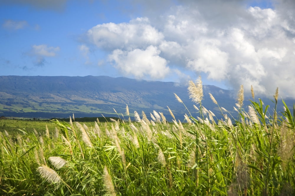 Hawaii Maui Haleakala in the distance sugar cane field Canvas Art - Ron Dahlquist Design Pics (17 x 11)