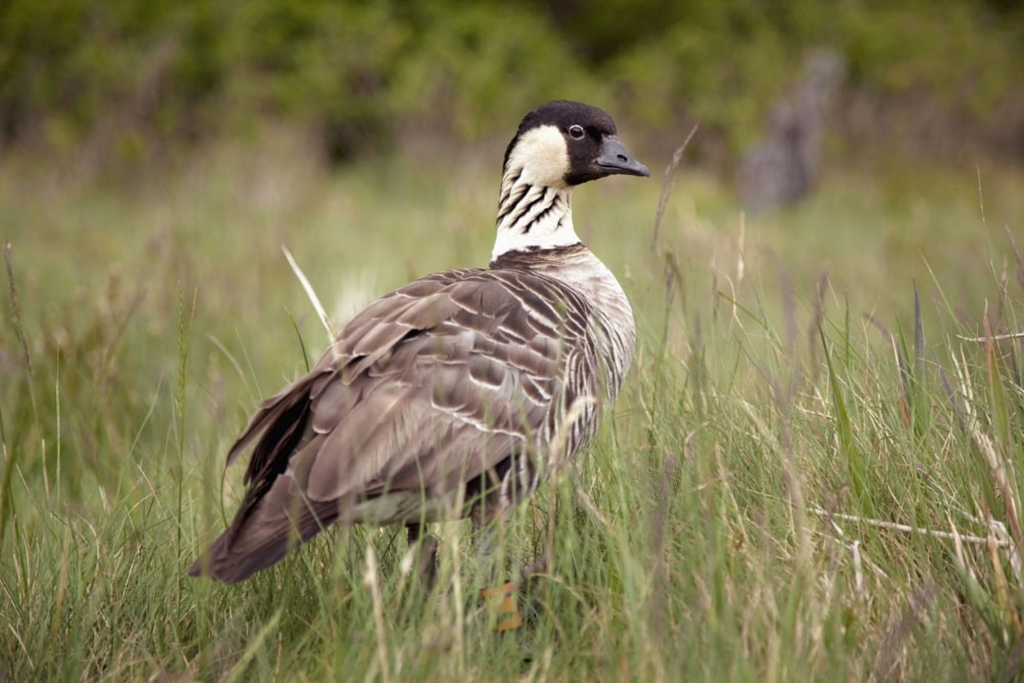 Hawaii Maui Halekala Paliku A Nene (Branta sandvicensis) in tall grass Canvas Art - Jenna Szerlag Design Pics (18 x 12)