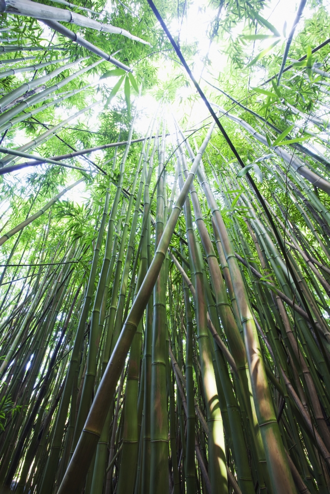 Hawaii Maui Hana A path through green bamboo Canvas Art - Jenna Szerlag Design Pics (24 x 38)