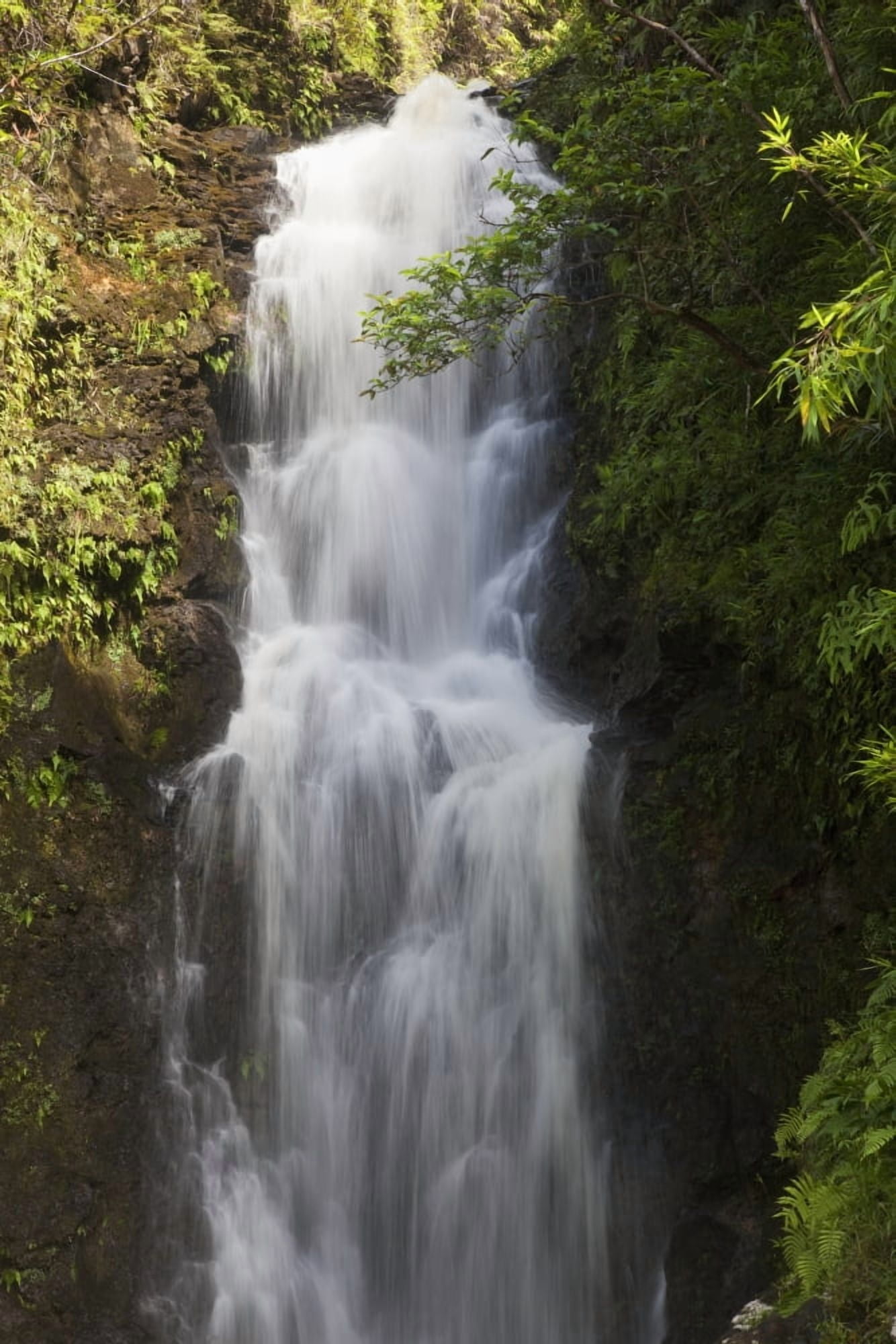 Hawaii Maui Hana A waterfall surrounded by lush bamboo plants Canvas Art - Jenna Szerlag  Design Pics (24 x 38)