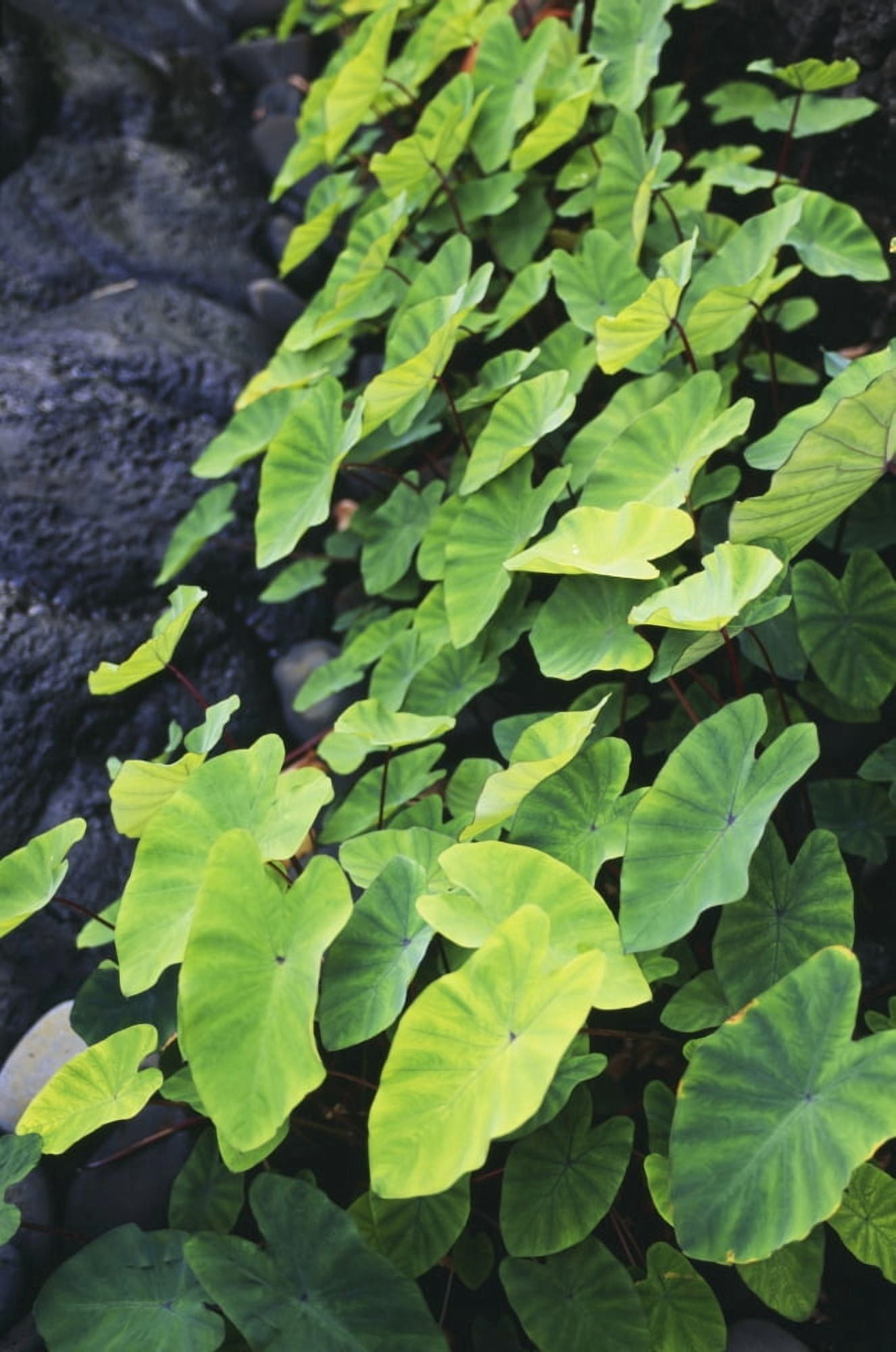 Hawaii Maui Hana Close-Up Of Taro Leaves Canvas Art - Dana Edmunds Design Pics (11 x 18)