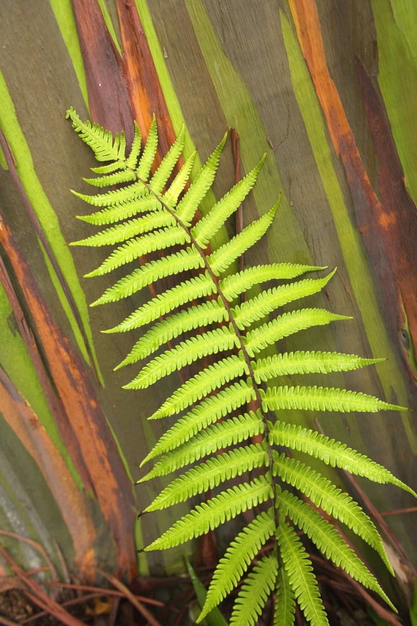 Hawaii Maui Hana Fern And Rainbow Eucalyptus Tree Canvas Art - Ron Dahlquist Design Pics (11 x 17)
