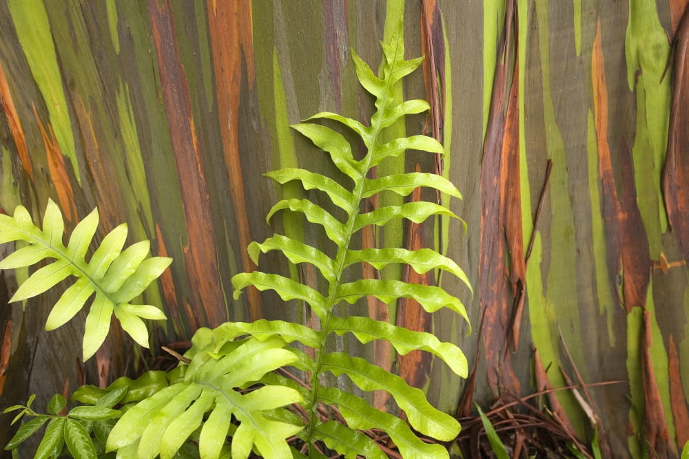 Hawaii Maui Hana Fern And Rainbow Eucalyptus Tree Canvas Art - Ron Dahlquist Design Pics (17 x 11)