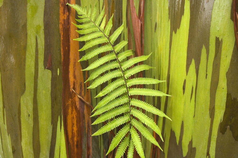 Hawaii Maui Hana Fern And Rainbow Eucalyptus Tree Canvas Art - Ron Dahlquist Design Pics (34 x 22)
