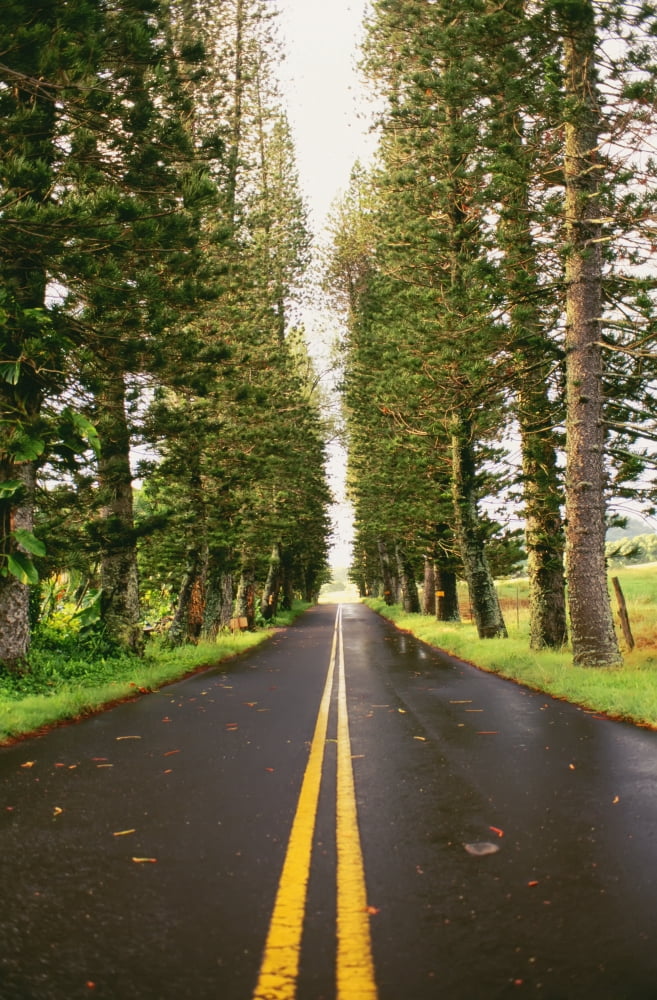 Hawaii Maui Hana Highway Street Lined With Tall Trees Canvas Art - Dana Edmunds Design Pics (22 x 36)