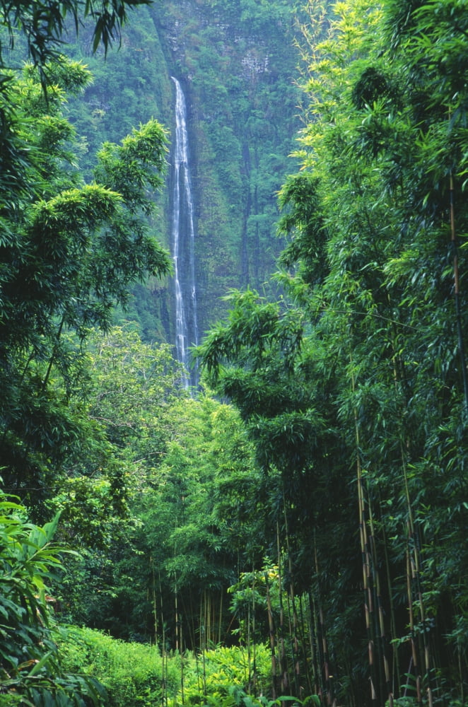 Hawaii Maui Hana Oheo Gorge Waimoku Falls And Bamboo Forest Canvas Art - Dave Fleetham Design Pics (12 x 19)