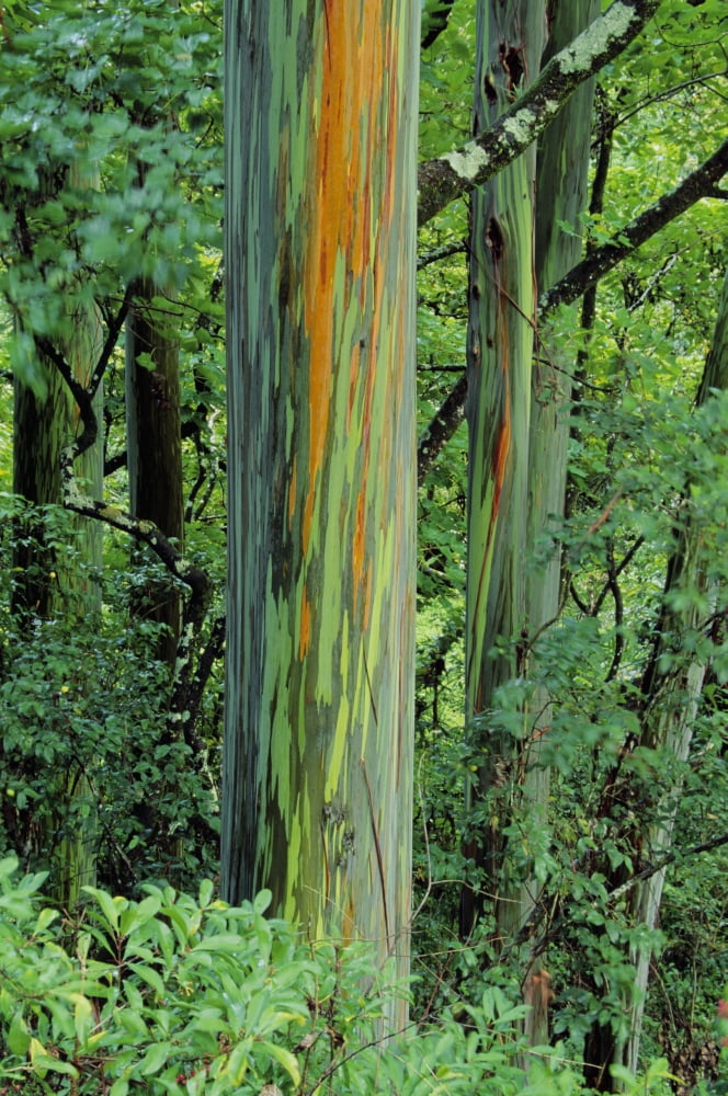 Hawaii Maui Hana Rainbow Eucalyptus Tree Trunk Canvas Art - Ron Dahlquist Design Pics (11 x 17)