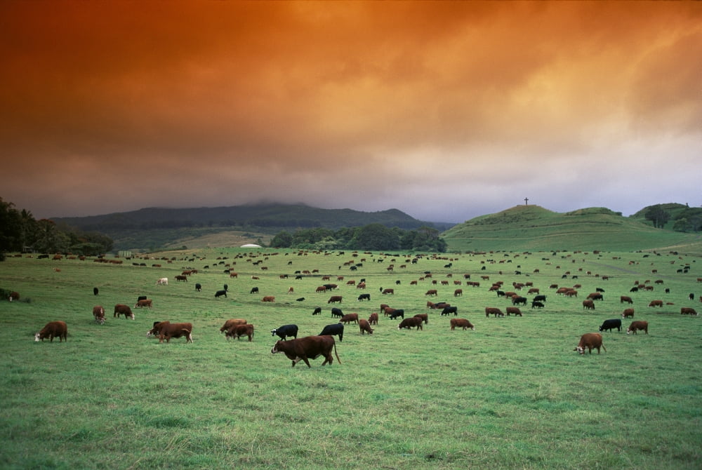 Hawaii Maui Hana Ranch Pasture Many Cattle Grazing Land Orange Clouds Overcast Hilltop With Cross In Distance Canvas Art - Ron Dahlquist Design Pics (19 x 12)