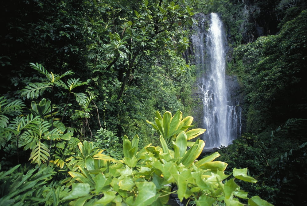 Hawaii Maui Hana Wailea Falls Distance Surrounded By Lush Greenery Canvas Art - Ron Dahlquist Design Pics (19 x 12)