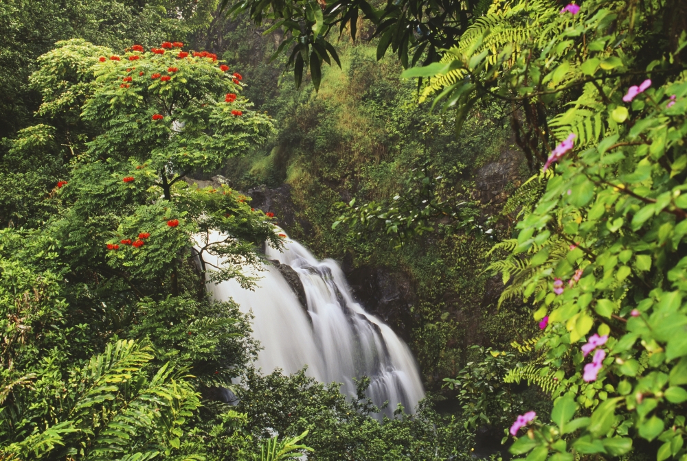 Hawaii Maui Hana Waterfall Surrounded By Tropical Flowers And Plants Canvas Art - Dana Edmunds Design Pics (17 x 12)