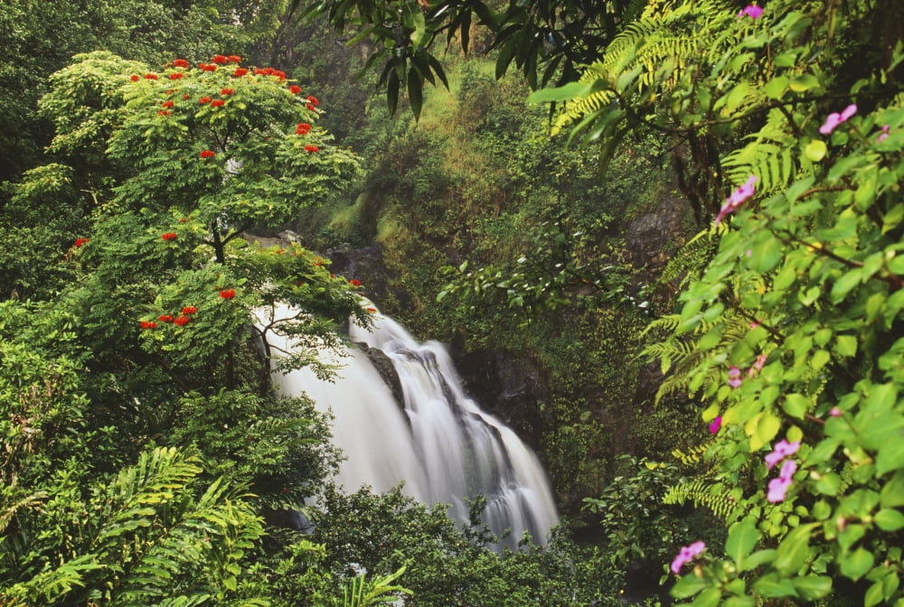 Hawaii Maui Hana Waterfall Surrounded By Tropical Flowers And Plants Canvas Art - Dana Edmunds Design Pics (34 x 24)