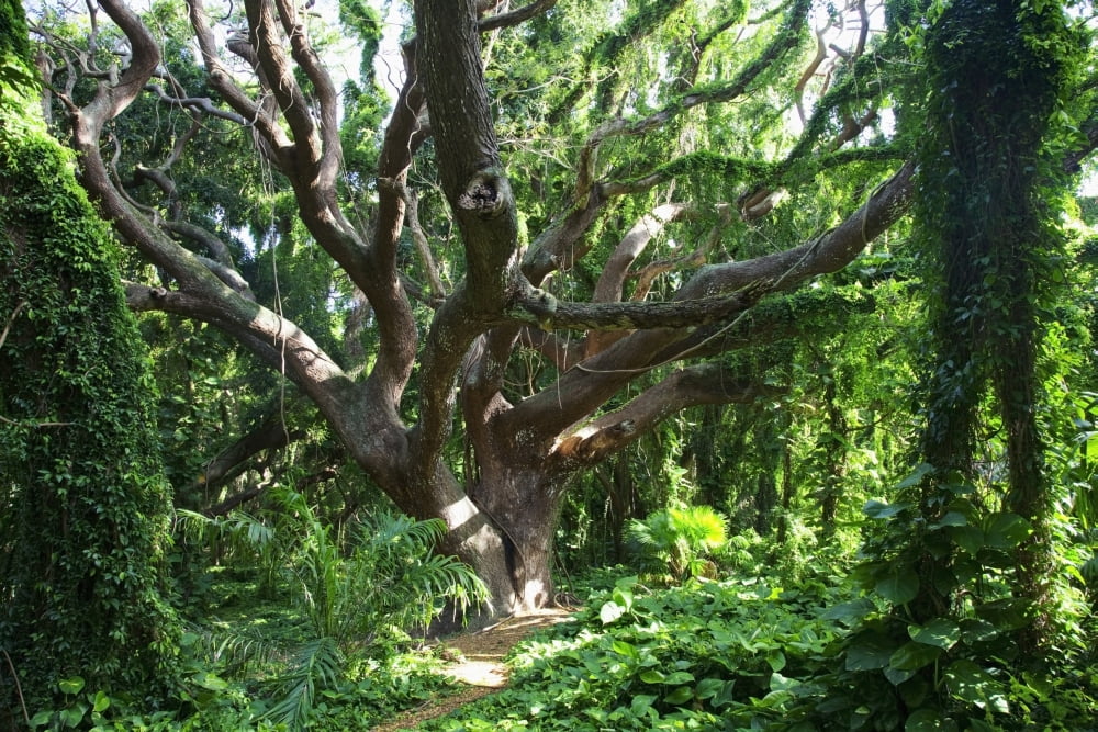 Hawaii Maui Honolua A tree surrounded by lush green vines Canvas Art - Jenna Szerlag Design Pics (38 x 24)
