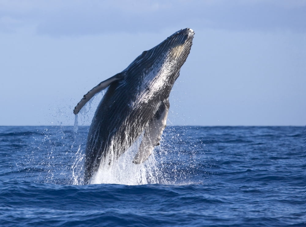 Hawaii Maui Humpback Whale Breaching Canvas Art - M Swiet Productions Design Pics (18 x 13)