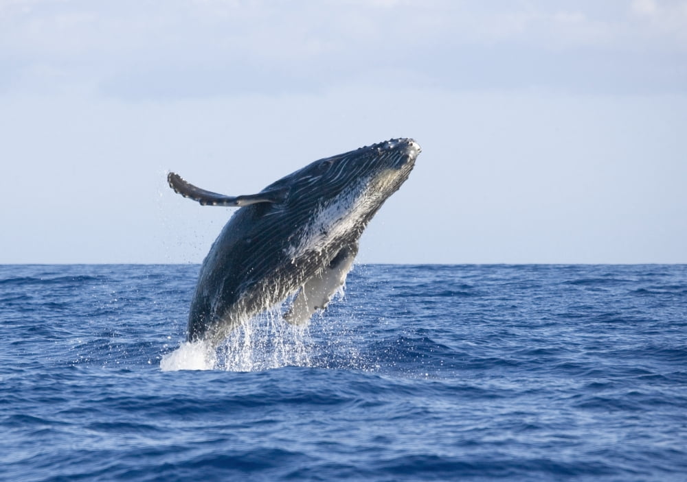 Hawaii Maui Humpback Whale Breaching Canvas Art - M Swiet Productions Design Pics (36 x 26)