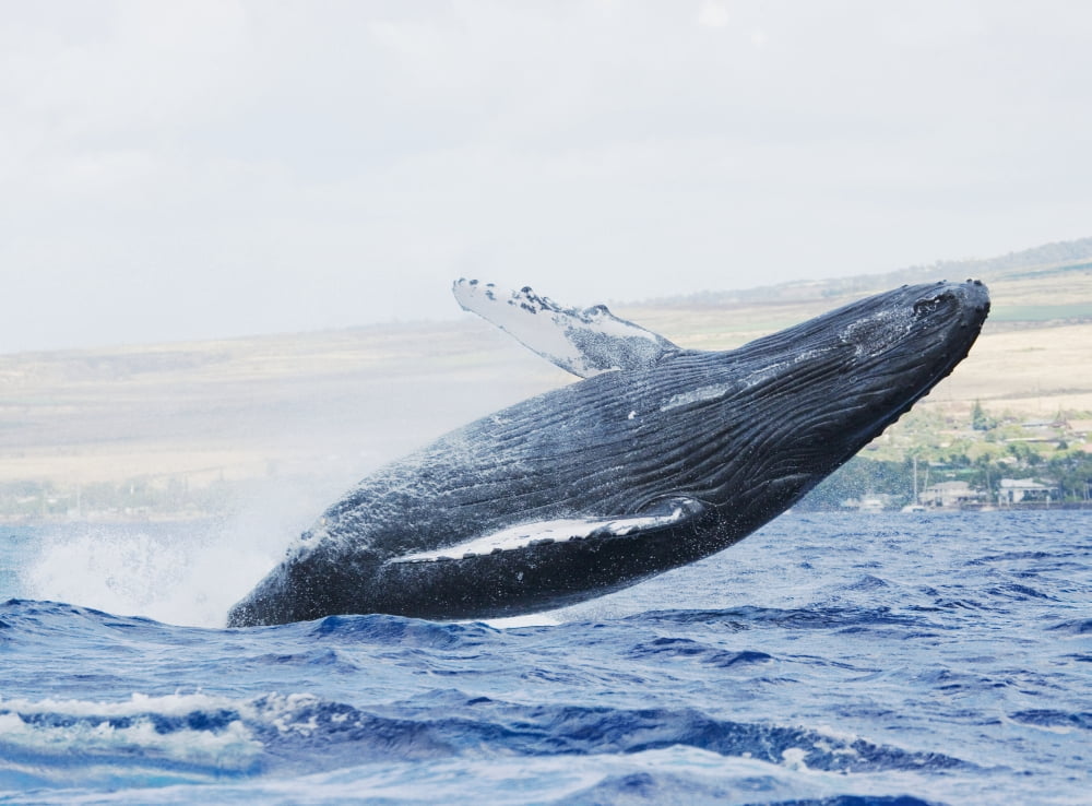 Hawaii Maui Humpback Whale Breaching With Island In The Background Canvas Art - M Swiet Productions Design Pics (18 x 13)