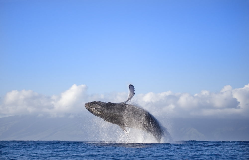 Hawaii Maui Humpback Whale Breaching With Island In The Background Canvas Art - M Swiet Productions Design Pics (19 x 12)
