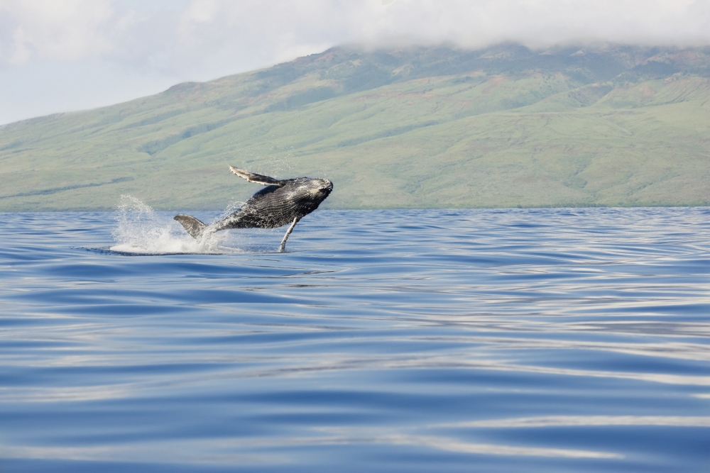 Hawaii Maui Humpback Whale Breaching With Island In The Background Canvas Art - M Swiet Productions Design Pics (38 x 24)