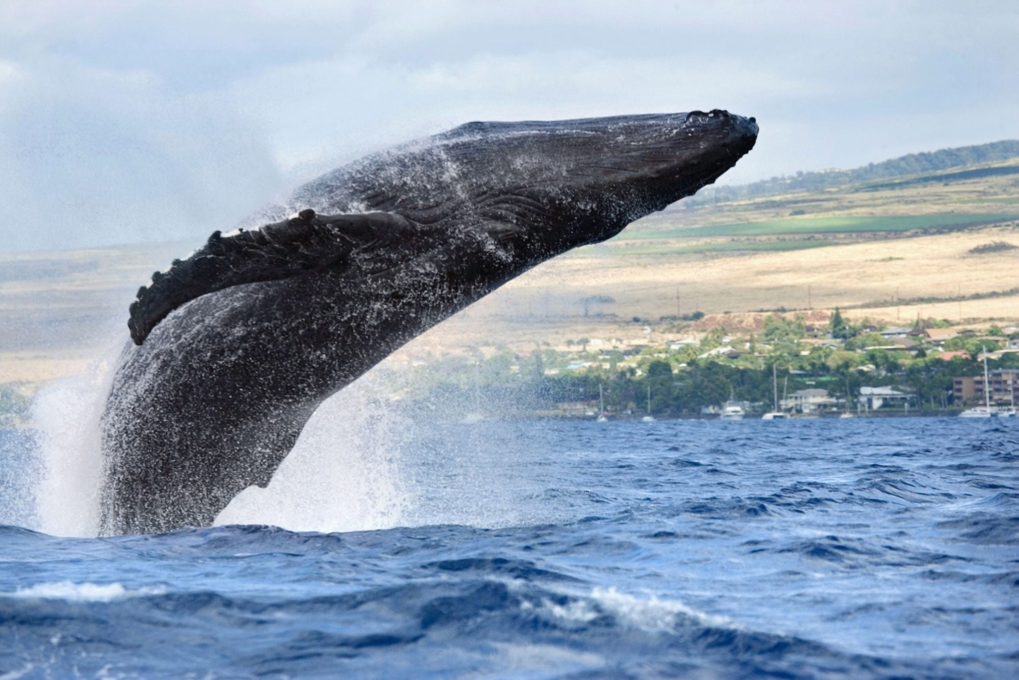 Hawaii Maui Humpback Whale Breaching With Island In The Background Canvas Art - M Swiet Productions Design Pics (38 x 24)